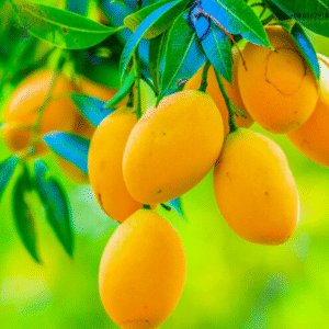 Mango Product Demo